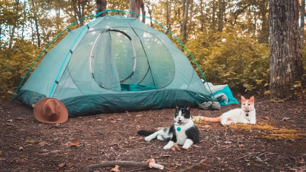 A Guide to Camping With Cats Shalee Wanders Travel Blog